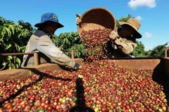 Récolte du café dans la ville de Buon Ma Thuot, Dak Lak. Photo : VNA