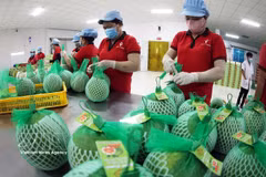 Conditionnement de pamplemousses à chair rose destinés à l’exportation dans l’usine de la société Vina T&T Group, dans la province de Vinh Long (ancienne province de Ben Tre). Photo : VNA