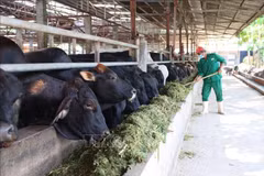 Un ouvrier nourrit des vaches avec un produit issu du maïs broyé, ensilé avec du gros sel et de la mélasse. Photo : VNA