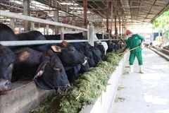 Un ouvrier nourrit des vaches avec un produit issu du maïs broyé, ensilé avec du gros sel et de la mélasse. Photo : VNA