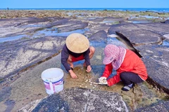 Exploitation de fruits de mer sur l’île de Bach Long Vi. Photo Qdnd.vn