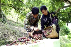 Récolte des prunes précoces dans le hameau de Con Huat, commune de Phieng Khoai. Photo: VNA