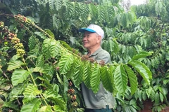 Le café est un produit d'exportation phare du Vietnam vers la Tunisie. Photo: VNA