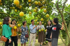 La province de Bac Ninh mettra en œuvre plusieurs mesures pour élargir les zones de culture, notamment pour les arbres fruitiers phares et les légumes. Photo: ministère de l'Industrie et du Commerce