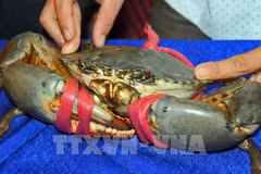 Bien que les crabes de boue australiens soient chers, ils sont souvent moins charnus et contiennent moins de graisse de crabe que ceux de Ca Mau. Photo: VNA
