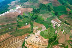 Mù Cang Chai se trouve à environ 300 km de Hanoï, perchée à flanc de la chaîne montagneuse de Hoàng Liên Sơn, à une altitude d’environ 1.000 mètres au-dessus du niveau de la mer. Photo: VNA