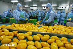 Le Vietnam vise 8 milliards de dollars de valeur d'exportation de fruits et légumes en 2025. Photo: VNA