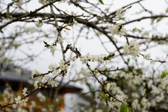 Les fleurs de prunier, messagères du printemps 