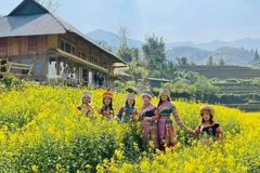 Le site touristique national de Sa Pa est actuellement à l’apogée de sa beauté. Photo: VNA