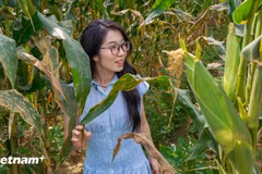 Le Festival du maïs gluant de Cam Nam valorise les produits agricoles et l’identité culturelle de Hoi An