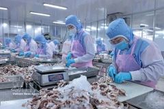 Les exportations vietnamiennes de calmars et de poulpes ont dépassé 111 millions de dollars au cours des deux premiers mois de 2026. Photo: VNA