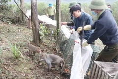 Les autorités ont relâché 90 animaux sauvages dans le parc national de Vu Quang à Ha Tinh. Photo: laodong.vn