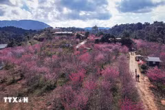 L'îlot des cerisiers de la commune de Muong Phang est devenue une attraction populaire à Dien Bien. Photo: VNA