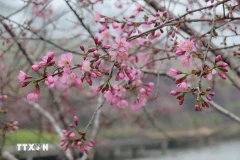 Mang Den se pare de touches de rose des fleurs d'abricotiers-cerisiers