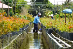 Sa Dec, capitale tricentenaire des fleurs, s’anime pour le Têt 2026