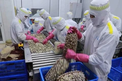 Au premier trimestre, les exportations de mollusques ont connu une forte croissance de 109%. Photo: VNA