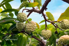 Bénéficiant d'un climat et d'un terroir particulièrement favorables, la pomme cannelle de Bo Ly se caractérise par ses quartiers fermes et sa saveur délicatement sucrée. Photo: VNA