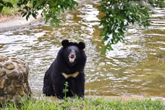 Un ours au Centre de sauvetage des ours du parc national de Bach Ma, ville de Huê. Photo: VietnamPlus
