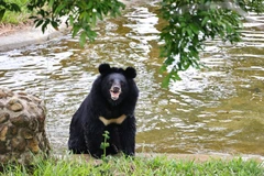 Un ours au Centre de sauvetage des ours du parc national de Bach Ma, ville de Huê. Photo: VietnamPlus