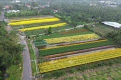 Afin de répondre à la demande du Nouvel An lunaire (Têt) 2026, la province de Dông Thap a produit plus de 2,25 millions de pots de fleurs ornementales. Photo: VNA