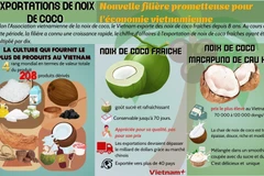 Exportations de noix de coco, nouvelle filière prometteuse pour l'économie vietnamienne