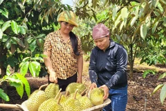 Le durian a largement contribué au rebond des exportations de fruits et légumes au premier semestre. Photo: VNA
