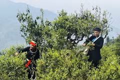 La récolte printanière du thé Shan Tuyet commence à Ha Giang 