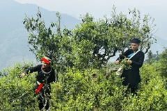 La récolte printanière du thé Shan Tuyet commence à Ha Giang 