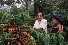 En mars 2025, le ministère de la Culture, des Sports et du Tourisme a officiellement inscrit les « Connaissances relatives à la culture et à la transformation du café de Dak Lak » sur la liste du patrimoine culturel immatériel national. Photo: VNA