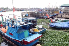 Da Nang restructure sa flotte de pêche pour protéger les ressources côtières. Photo: VNA
