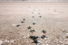 Une fois éclos, les bébés tortues creusent leur chemin vers la mer. Photo: VNA