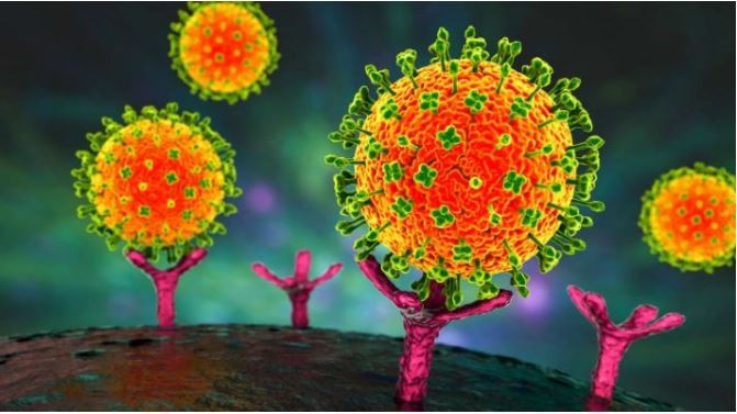 Aucun cas de virus Nipah n'a été détecté au Vietnam. Photo: suckhoedoisong.vn