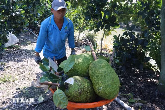 Récolte de jacquiers dans un verger de la province de Dong Thap. Photo: VNA