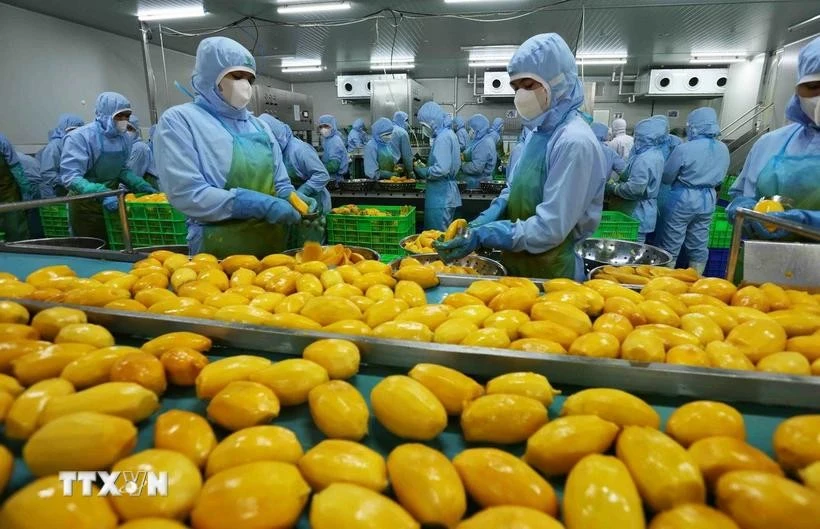 Le Vietnam vise 8 milliards de dollars de valeur d'exportation de fruits et légumes en 2025. Photo: VNA