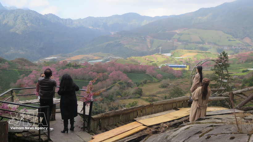 Des touristes admirent un jardin de cerisiers à Sa Pa. Photo: VNA