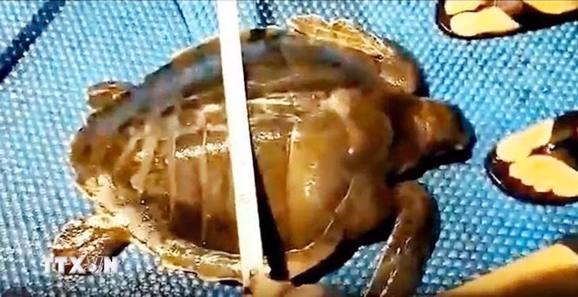 L'individu de tortue olivâtre déjà relâché à Binh Dinh. Photo: VNA