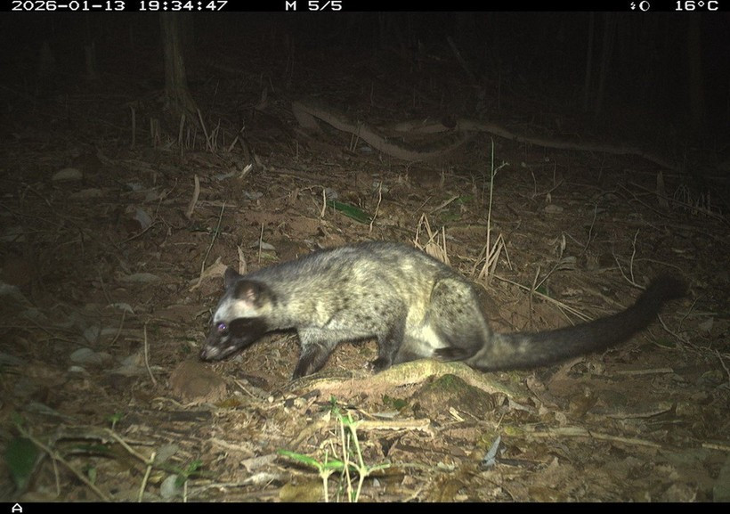 Un animal sauvage pris à la piège photographique dans la sanctuaire de My Son. Photo: Comité de gestion de la sanctuaire de My Son