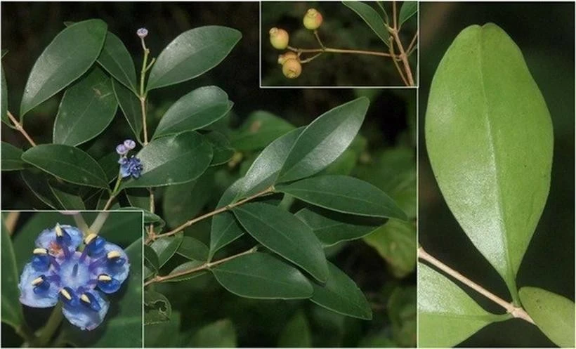 « Sầm cuống dài » (Memecylon longipedunculatum), l'une des trois espèces nouvellement découvertes au parc national de Nui Chua. Photo: VNA