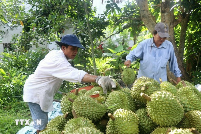 En 2024, le commerce des produits agricoles entre le Vietnam et la Chine a atteint 17,8 milliards de dollars. Photo: VNA