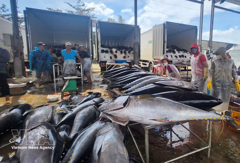 Des thons vendus au port de Tam Quan dans la province de Gia Lai. Photo: VNA