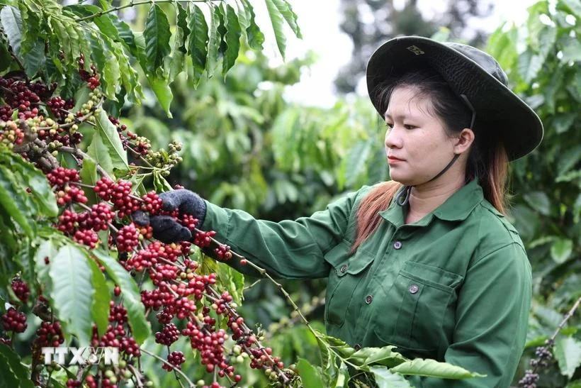 Le Vietnam a exporté 309 505 tonnes de café, pour un chiffre d'affaires d'environ 1,72 milliard de dollars au cours des deux premiers mois de l'année. Photo: VNA