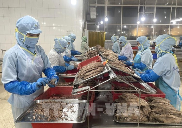 Pour exploiter pleinement le potentiel du marché européen, le secteur agricole vietnamien doit surmonter d'importantes barrières en matière de normes techniques, de qualité, de logistique et proposer une stratégie de développement des produits. Photo: VNA