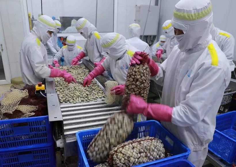 Au premier trimestre, les exportations de mollusques ont connu une forte croissance de 109%. Photo: VNA