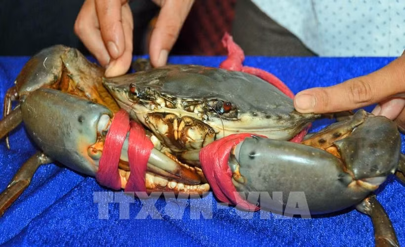 Bien que les crabes de boue australiens soient chers, ils sont souvent moins charnus et contiennent moins de graisse de crabe que ceux de Ca Mau. Photo: VNA
