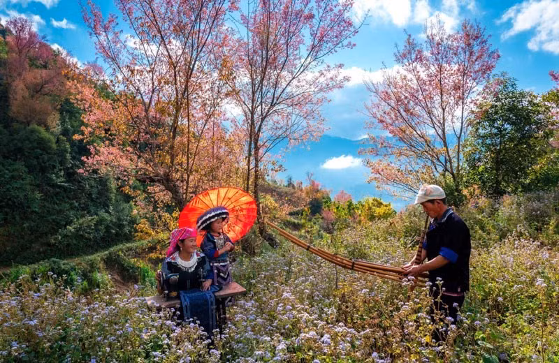 Les festivals du Khen (flûte de Pan) et des fleurs de pêcher sauvage de l'ethnie Mong, et les activités en l'honneur du Nouvel An sont prévus du 27 décembre 2024 au 2 janvier 2025. Photo: VNA
