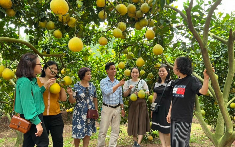 La province de Bac Ninh mettra en œuvre plusieurs mesures pour élargir les zones de culture, notamment pour les arbres fruitiers phares et les légumes. Photo: ministère de l'Industrie et du Commerce