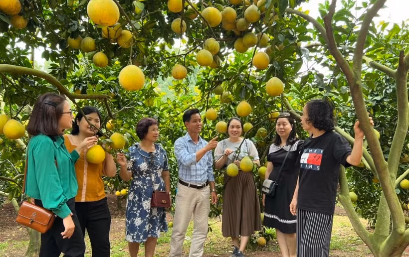 La province de Bac Ninh mettra en œuvre plusieurs mesures pour élargir les zones de culture, notamment pour les arbres fruitiers phares et les légumes. Photo: ministère de l'Industrie et du Commerce