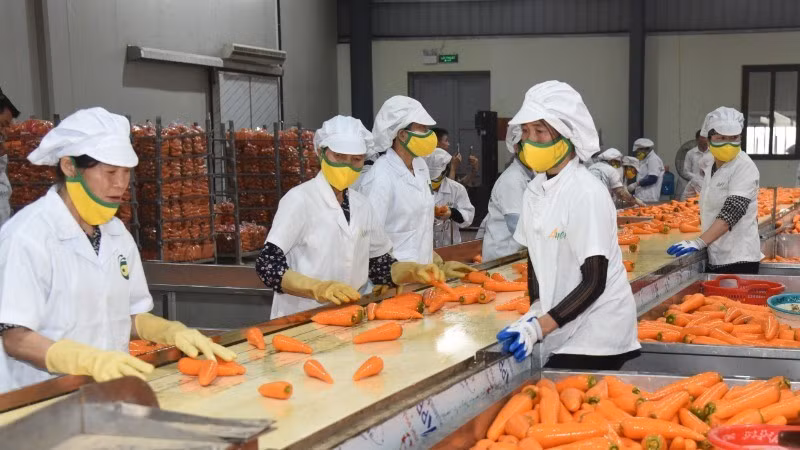 Fin octobre 2025, les exportations vietnamiennes de fruits et légumes ont atteint 7,05 milliards de dollars. Photo: nhandan.vn