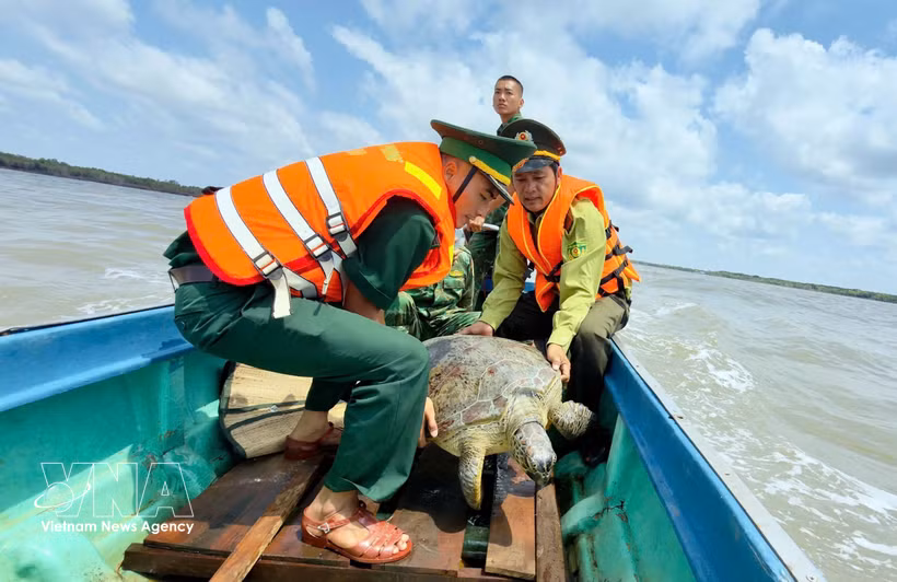 La tortue olivâtre de 60 kg relâchée à la mer à Ca Mau. Photo: VNA