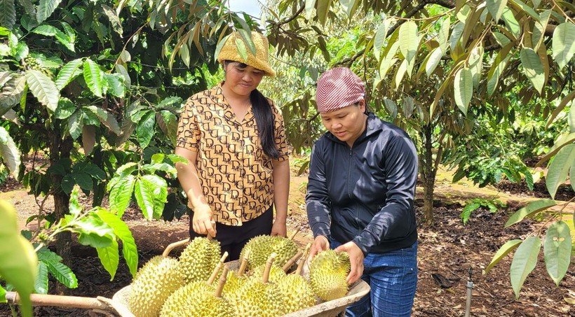 Le durian a largement contribué au rebond des exportations de fruits et légumes au premier semestre. Photo: VNA